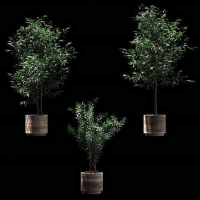 现代绿植盆栽